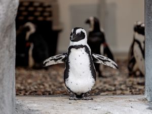 Image post by @denverzoo on Instagram