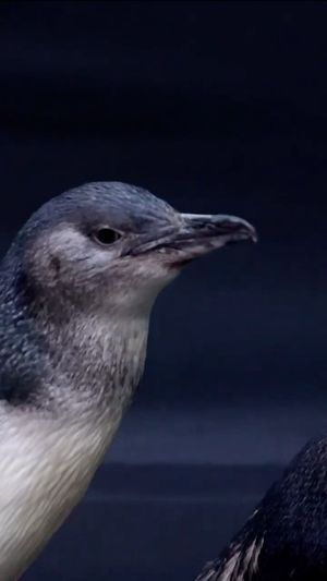 Video post by @ucsandiego on Instagram