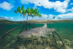 Image post by @discovery on Instagram