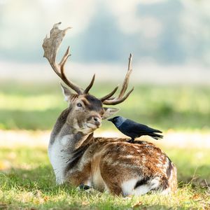 Image post by @animalplanet on Instagram
