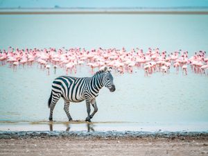 Image post by @discovery on Instagram