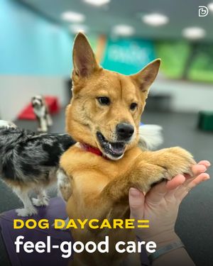 Image post by @dogtopiagr on Instagram