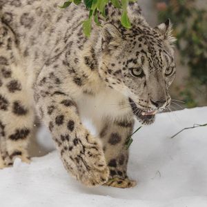 Image post by @sandiegozoo on Instagram