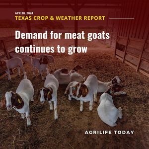 Image post by @txextension on Instagram