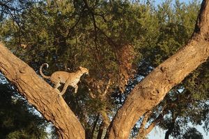 Image post by @chiawasafaris on Instagram
