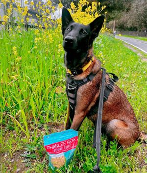 Image post by @charlee_bear_dogtreats on Instagram