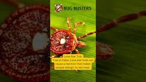 Video post by @bugbustersusa on YouTube