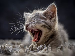 Image post by @animalplanet on Instagram