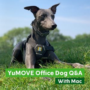 Image post by @yumove_usa on Instagram