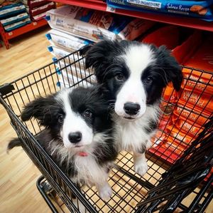 Image post by @petco on Instagram