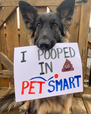 Image post by @petsmart on Instagram