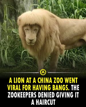 Image post by @advancible on Instagram