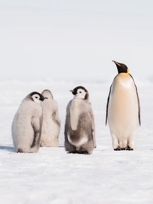 Image post by @white.desert.antarctica on Instagram