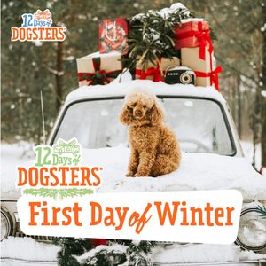 Image post by @dogstersicecream on Instagram