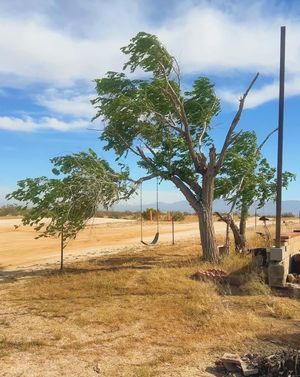 Image post by @hudsonratz on Instagram