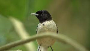 Video post by @bbcearth on YouTube