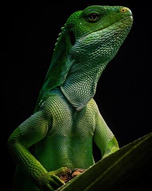 Image post by @sandiegozoo on Instagram