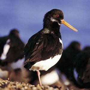 Image post by @rspb on Instagram