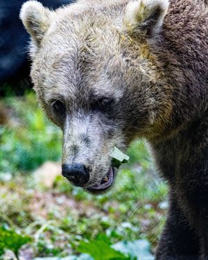 Image post by @thetorontozoo on Instagram