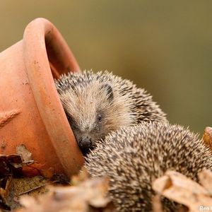 Image post by @rspb on Instagram