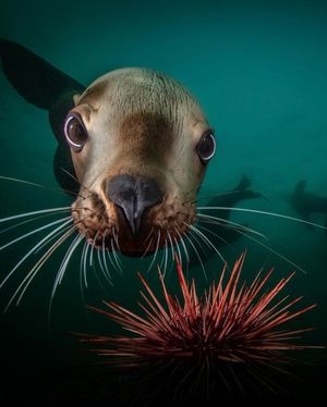 Image post by @sealegacy on Instagram