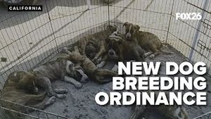Video post by @kmphfox26 on YouTube
