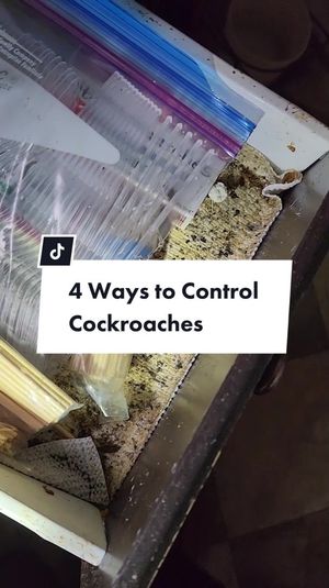 Video post by @bugbustersusa on TikTok