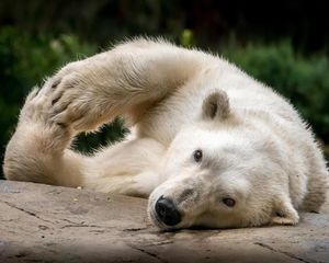 Image post by @sandiegozoo on Instagram