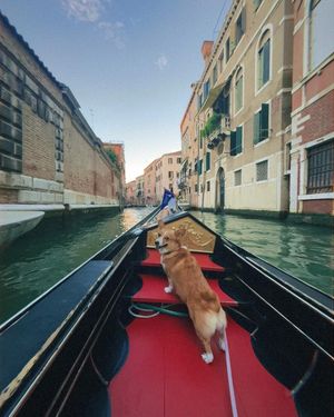 Image post by @ziggy_thecorg on Instagram