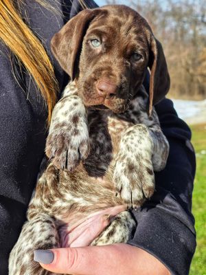 Image post by @tripleflushkennel on Instagram