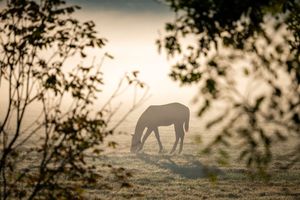 Image post by @coolmoreamerica on Instagram