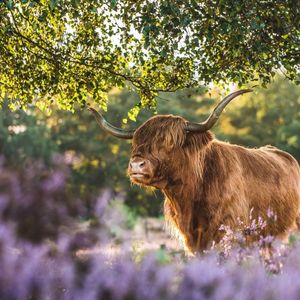 Image post by @animalplanet on Instagram