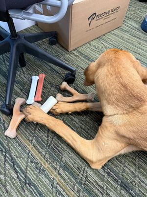 Image post by @mnwildpup on Instagram