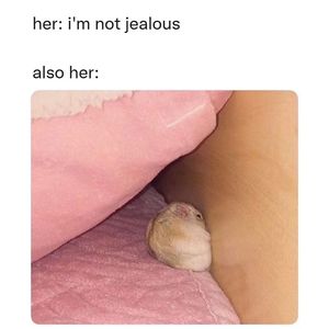 Image post by @introvertsays.in on Instagram