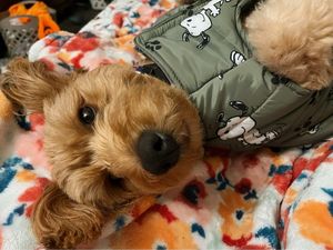 Image post by @pupcorntreats on Instagram