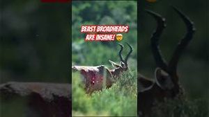 Video post by @bowmarbowhunting on YouTube