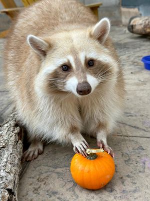Image post by @denverzoo on Instagram