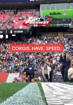 Video post by @patriots on TikTok