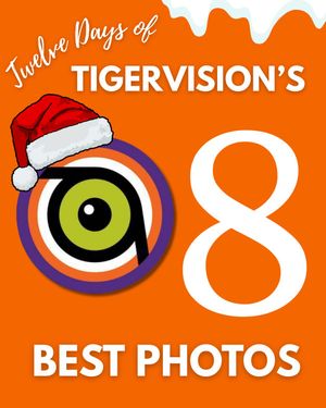 Image post by @cutigervision on Instagram