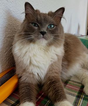 Image post by @brunrik.and.pyrene.ragdolls on Instagram