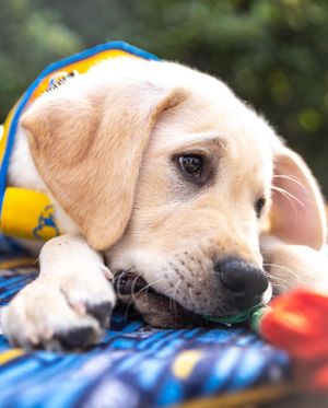 Image post by @chargerspup on Instagram