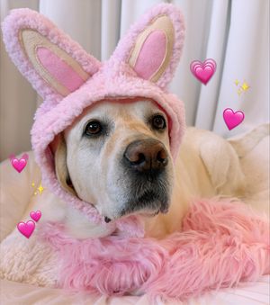 Image post by @raisingcane3 on Instagram