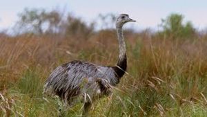 Video post by @bbcearth on YouTube