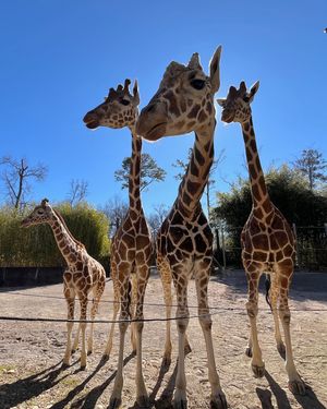 Image post by @bhamzoo on Instagram