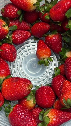 Video post by @oxo_us on TikTok