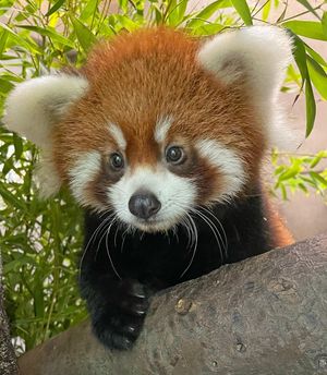 Image post by @sandiegozoo on Instagram