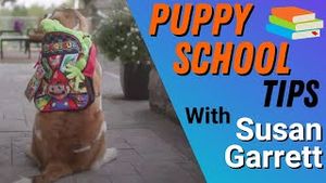 Video post by @dogsthat on YouTube