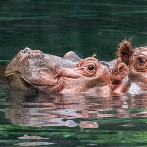 Image post by @sandiegozoo on Instagram