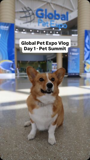 Image post by @ziggythecorg on Facebook