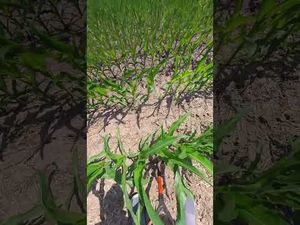 Video post by @pivotbio on YouTube